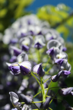 Beautiful white and purple wisteria flowers.