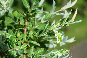Blooming young willow