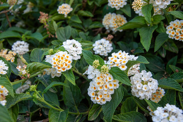 Flores blancas y amarillas