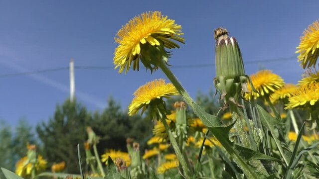 Dandelions on a blue sky background. Yellow dandelions in early spring. Dandelion is a well-known plant with a rosette of basal leaves and large bright yellow inflorescences-baskets of tongue flowers