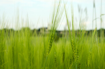 Obraz premium green ears of barley on the field close-up