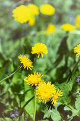 In a beautiful meadow bright yellow dandelions bloom in spring.
