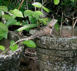 Jaszczurka w ogrodzie wśród roślin. © insomniafoto