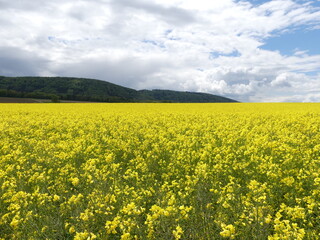 Rapsfeld in Löhningen