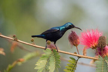 Purple Sunbird (Cinnyris asiaticus) feeding on flower,  Seen in a India.