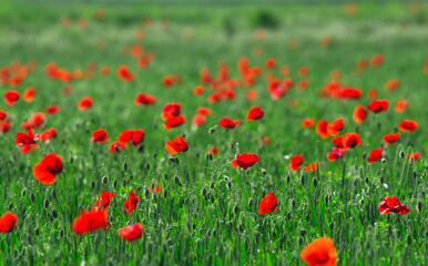Poppy flower in a wheat field 