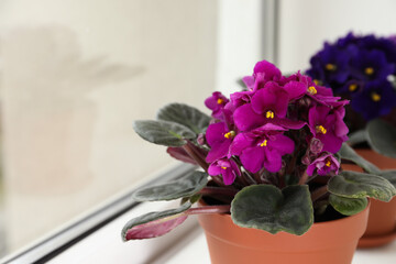 Beautiful potted violets on window sill, space for text. Delicate house plants