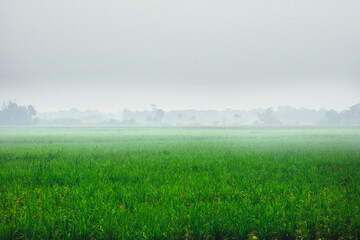 green field and fog