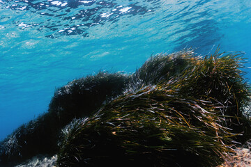 Posidonia oceanica