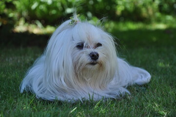 Bichon Maltais mini6 couché dans l'herbe