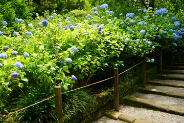 Blue Hydrangea flower on blurred background - 青い紫陽花の花
