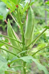 Fototapeta premium Okra close up and green leaves on natural light background