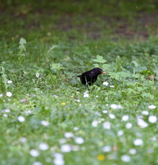 Common blackbird called Eurasian blackbird alos, Turdus merula in Latin, on meadow	