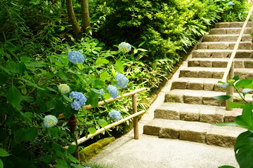 Paved path surrounded by Blue Hydrangea flower - 青い紫陽花の花 通路