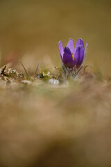 Küchenschelle, Kuhschelle, Pulsatilla vulgaris