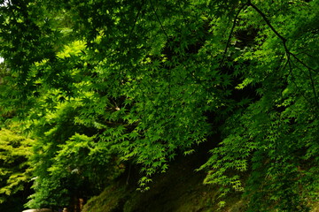 Fototapeta na wymiar Lush Green Momiji or Maple in Summer, Japan. Closeup view - 日本 新緑のもみじ 