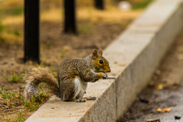 Eastern grey squirrel (Sciurus carolinensis) 