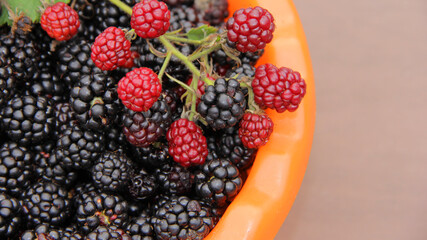 collected blackberries in a plate. A full plate of ripe blackberries and a sprig of red blackberries