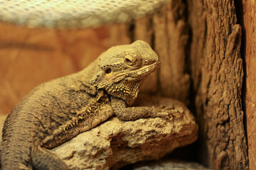 Beautiful central bearded dragon at herpetarium, closeup view