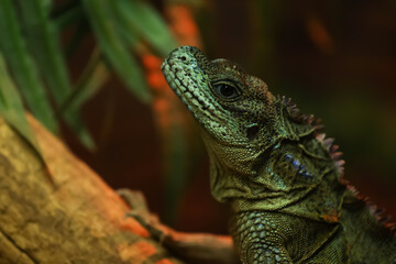 Amboina sailfin lizard on tree branch at herpetarium, closeup