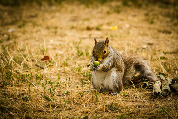 Naklejka na ściany i meble Eastern grey squirrel (Sciurus carolinensis) eating nuts in Boston Common