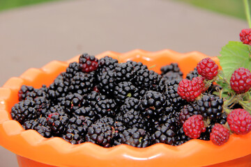 blackberry harvest.lots of blackberries mountain of ripe blackberries