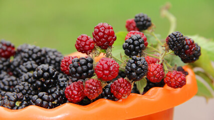 blackberry harvest.lots of blackberries mountain of ripe blackberries