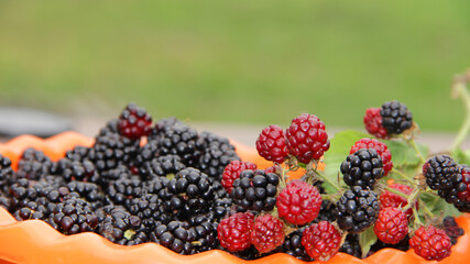blackberry harvest.lots of blackberries mountain of ripe blackberries