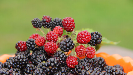 blackberry harvest.lots of blackberries mountain of ripe blackberries