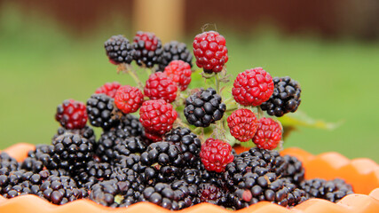 blackberry harvest.lots of blackberries mountain of ripe blackberries