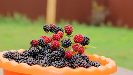 blackberry harvest.lots of blackberries mountain of ripe blackberries