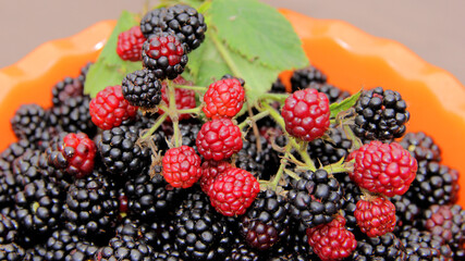 blackberry harvest.lots of blackberries mountain of ripe blackberries