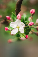 Kwitnąca jabłoń  - obrazy, fototapety, plakaty