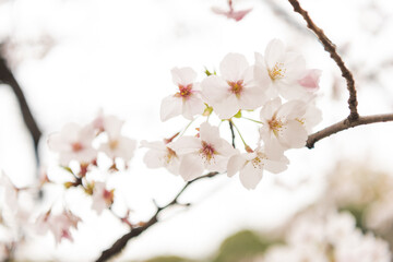 桜の花