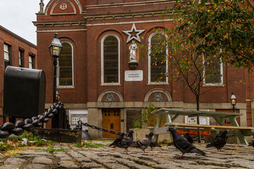 Fototapeta na wymiar Close up of the birds at North Square with Sacred Heart Italian Catholic Church in the background