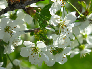 cherry tree blooms luxuriantly in the spring in the garden