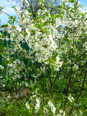 Fototapeta na wymiar cherry tree blooms luxuriantly in the spring in the garden