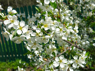 cherry tree blooms luxuriantly in the spring in the garden