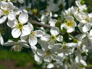 Obraz premium cherry tree blooms luxuriantly in the spring in the garden