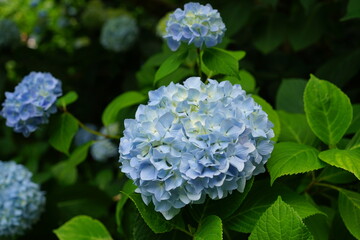 Blue Hydrangea flower on blurred background - 青い紫陽花の花