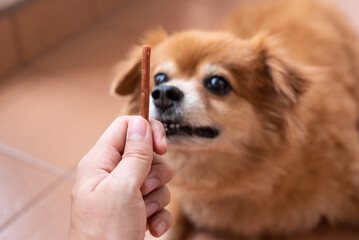 An image of adorable brown dog is waiting for eat chew snacks stick from owner hand
