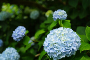 Blue Hydrangea flower on blurred background - 青い紫陽花の花