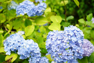 Blue Hydrangea flower on blurred background - 青い紫陽花の花