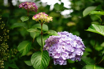 Purple Hydrangea flower on blurred background - 紫色の紫陽花の花