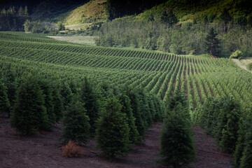 Christmas Tree Farm