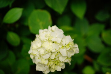 White Hydrangea flower on blurred background - 白い紫陽花の花