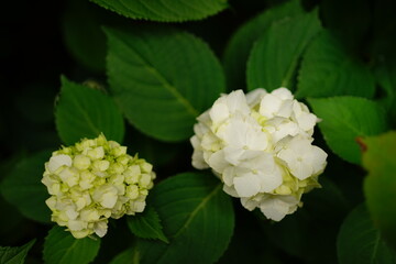 White Hydrangea flower on blurred background - 白い紫陽花の花