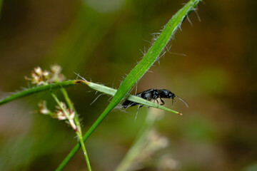 Chrząszcz na trawie. Kózkowate owady © jacekstagun
