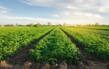 Potato plantations grow in the field on a spring sunny day. Organic vegetables. Agricultural crops....