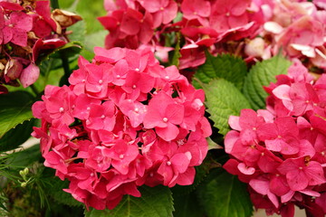 Pink Hydrangea flower on blurred background - ピンク色の紫陽花の花